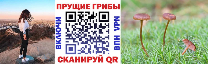 нарко площадка формула  купить наркотики цена  Циолковский  Псилоцибиновые грибы Psilocybe  kraken вход 